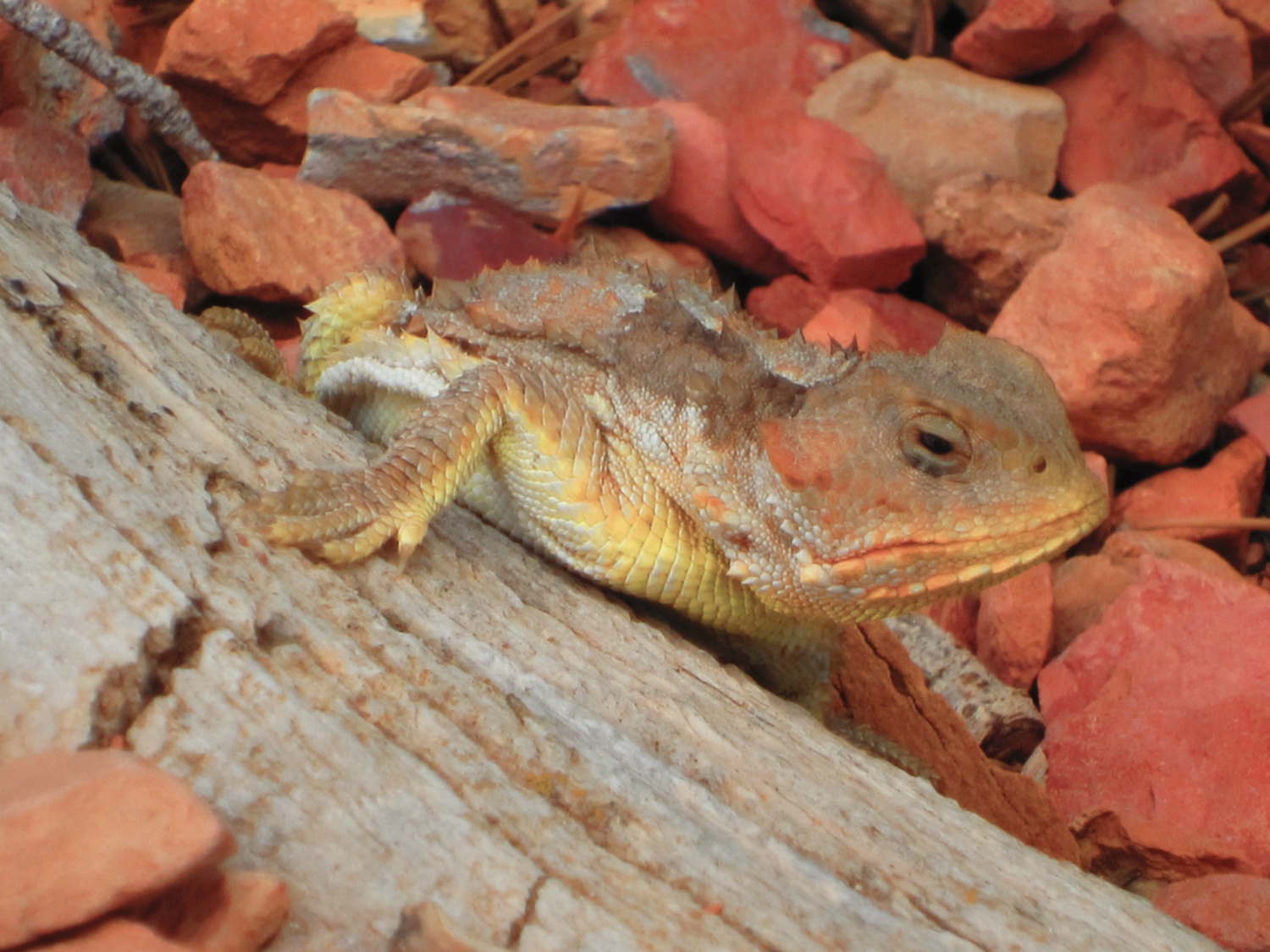 USA_Bryce Canyon_A_138